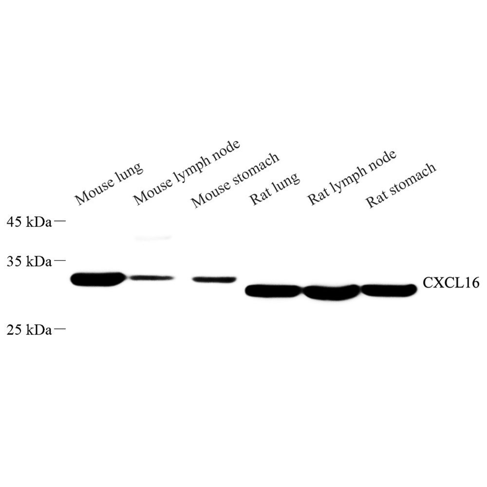 Anti -CXCL16 Rabbit pAb