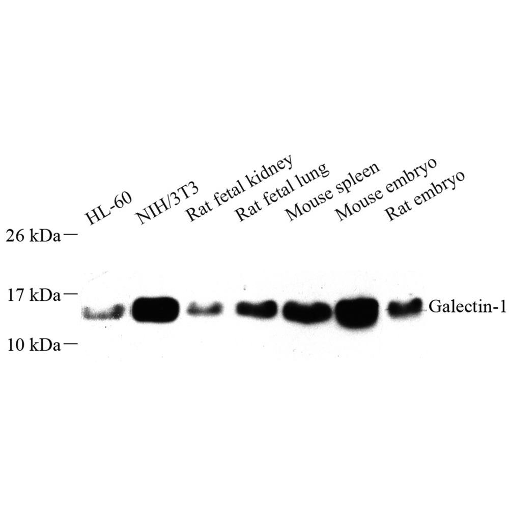 Anti -Galectin 1 Rabbit pAb