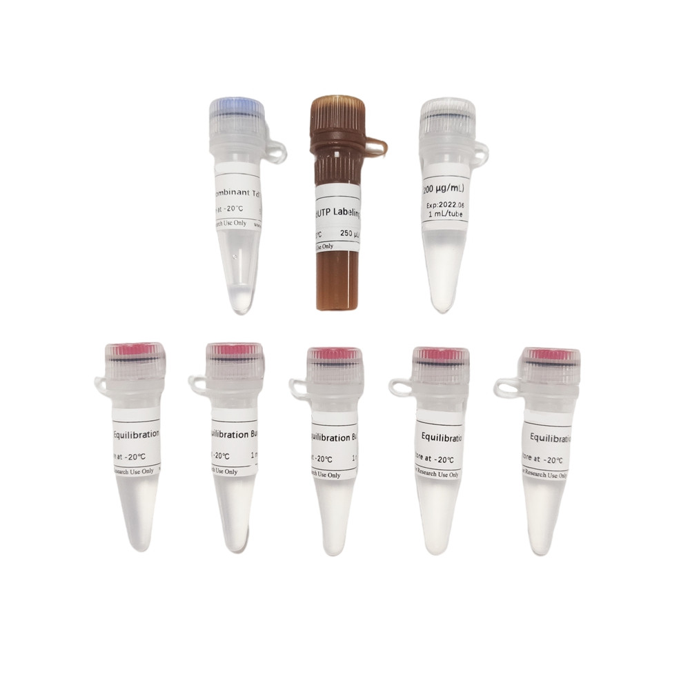 Fluorescein (FITC) Tunel Cell Apoptosis Detection Kit