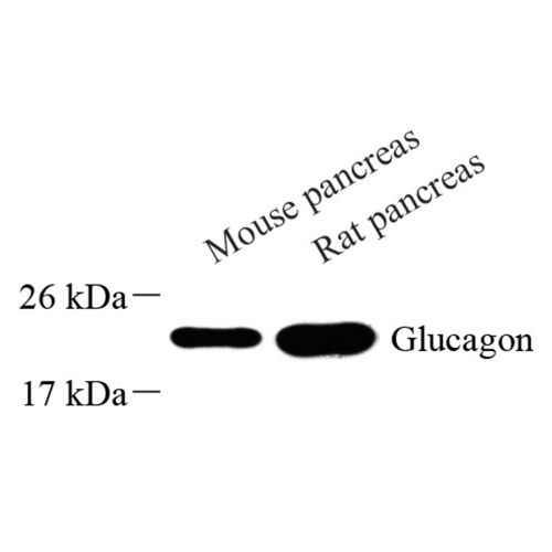 Anti -Hexokinase II Rabbit pAb