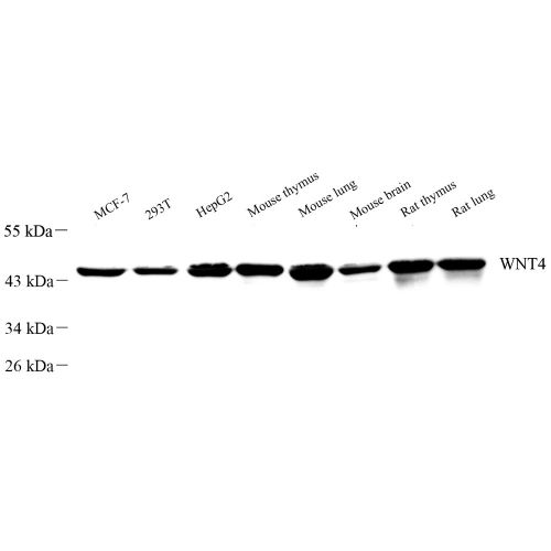 Anti -Wnt4 Rabbit pAb