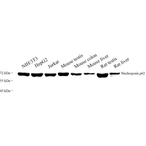 Anti -Nucleoporin p62/NUP62 Rabbit pAb