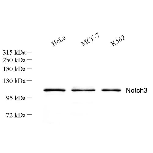 Anti -NOTCH3 Rabbit pAb